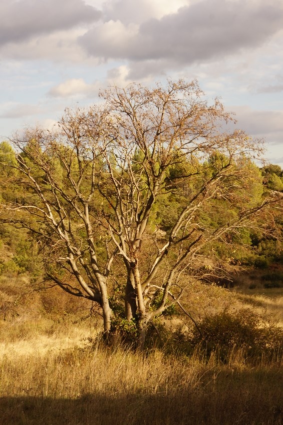 Un arbre