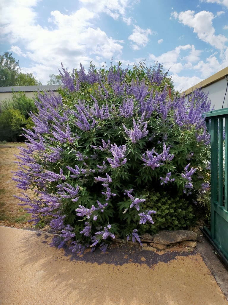 vitex