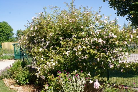 Paul Himalayan Musk