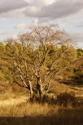 Un arbre