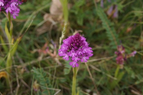 L'orchidée du causse